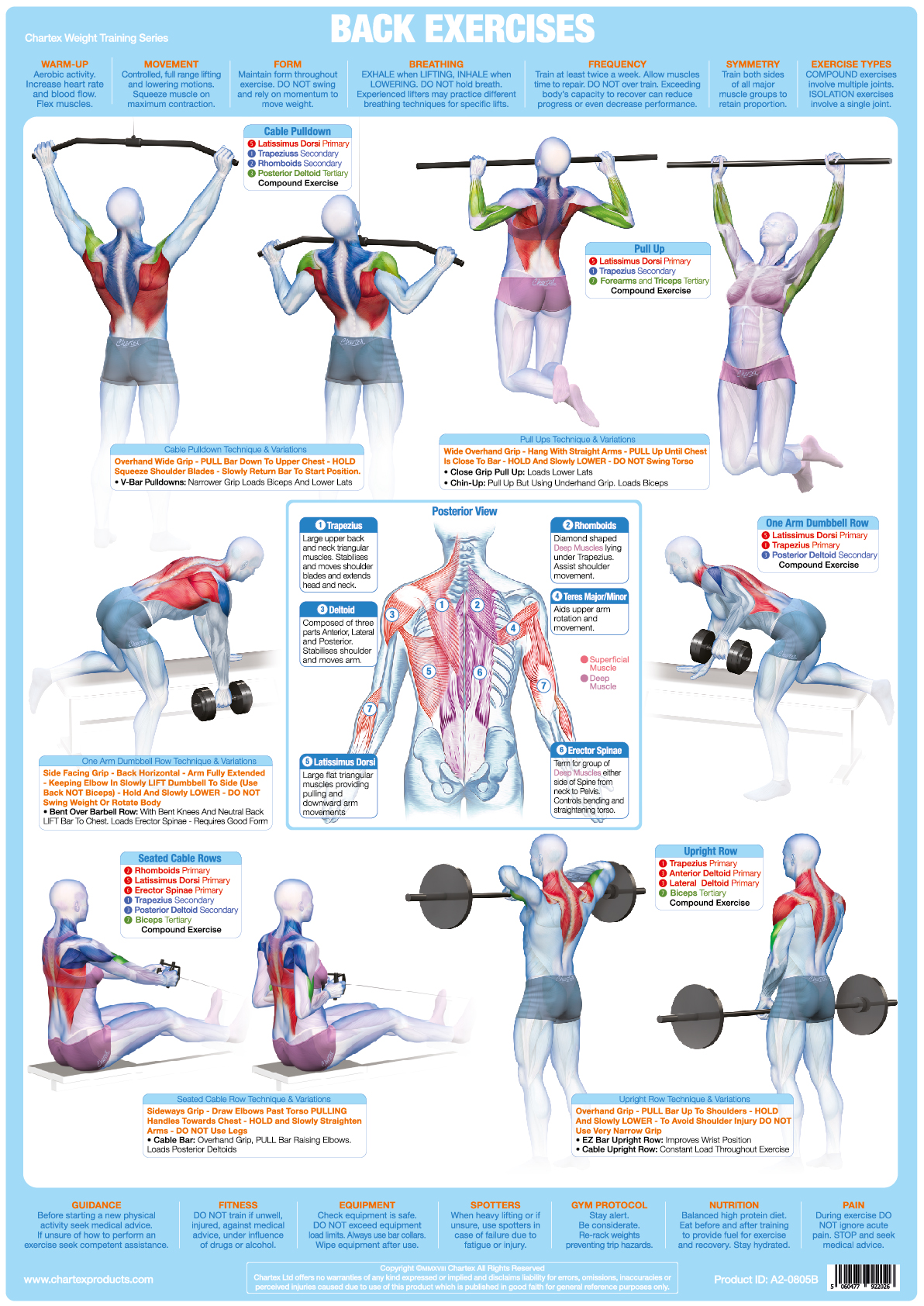 Back Muscles Weight Training - A1 Chart